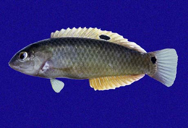 湾口海猪鱼(Halichoeres aestuaricola)