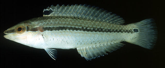 双色海猪鱼(Halichoeres bicolor)