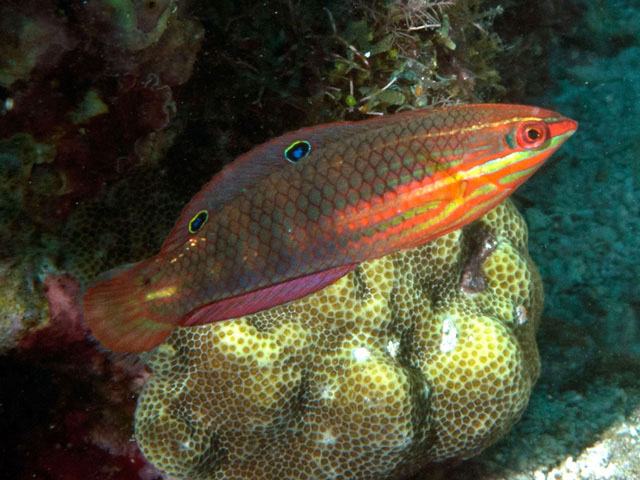 双眼斑海猪鱼(Halichoeres biocellatus)