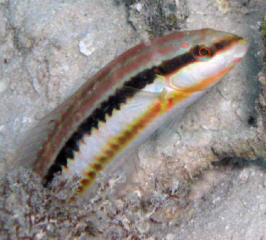 双带海猪鱼(Halichoeres bivittatus)