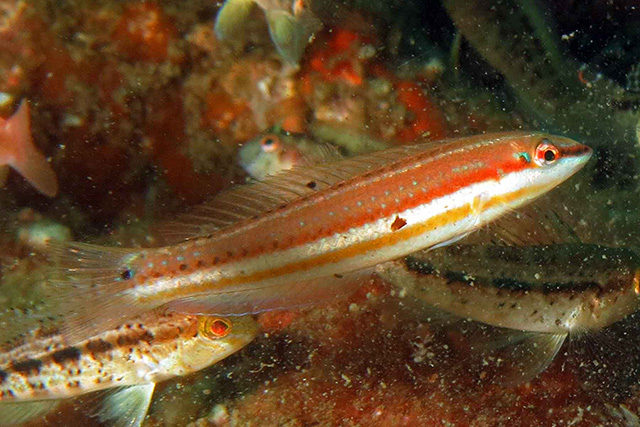 单孔海猪鱼(Halichoeres caudalis)