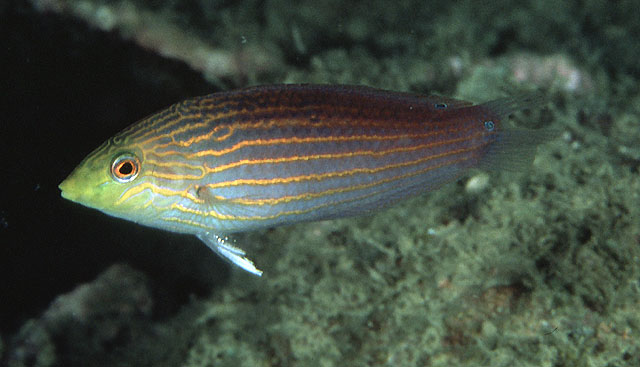 绿头海猪鱼(Halichoeres chlorocephalus)