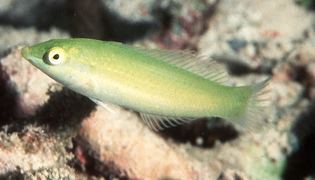 绿鳍海猪鱼(Halichoeres chloropterus)