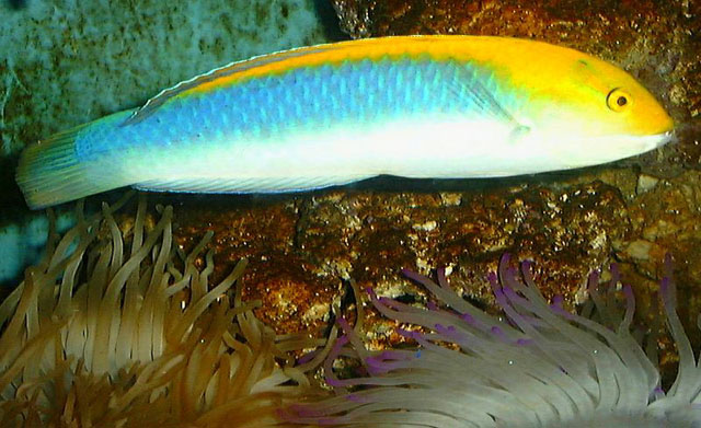 蓝首海猪鱼(Halichoeres cyanocephalus)