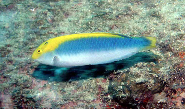 黄蓝海猪鱼(Halichoeres dimidiatus)