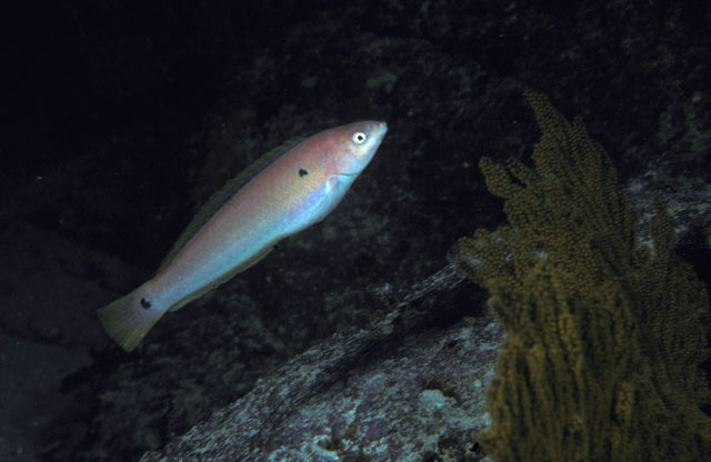双棘海猪鱼(Halichoeres dispilus)
