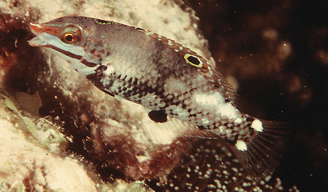 格纹海猪鱼(Halichoeres hortulanus)