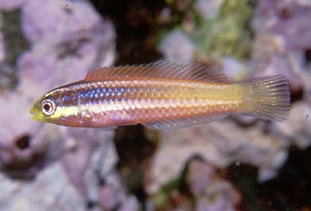 小岛海猪鱼(Halichoeres insularis)