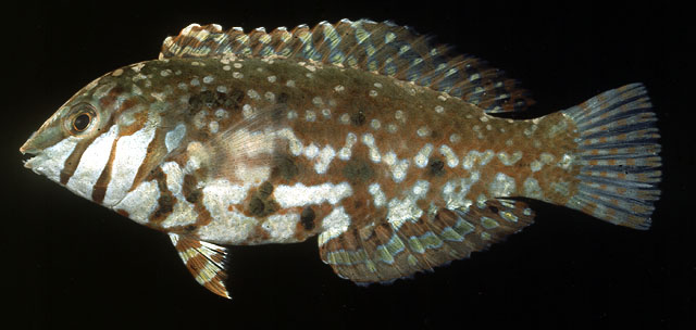 宝石海猪鱼(Halichoeres lapillus)