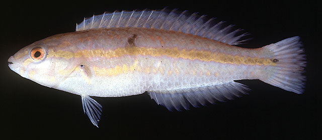 细纹海猪鱼(Halichoeres leptotaenia)