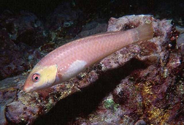 玛尔海猪鱼(Halichoeres malpelo)