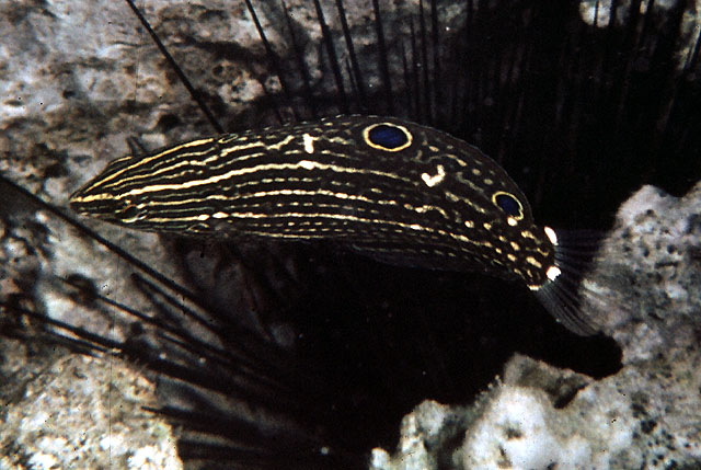 缘鳍海猪鱼(Halichoeres marginatus)