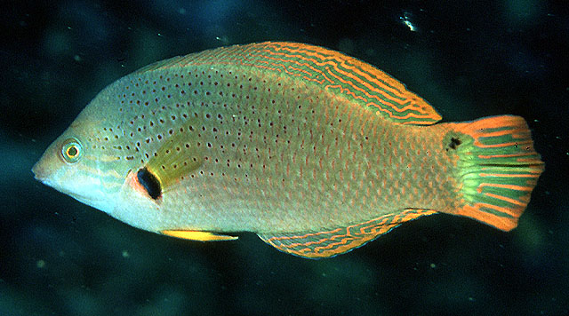 胸斑海猪鱼(Halichoeres melanochir)