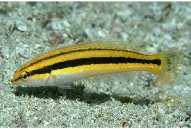 黑背海猪鱼(Halichoeres melanotis)