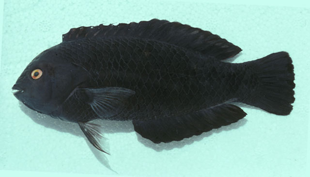 黑身海猪鱼(Halichoeres melas)
