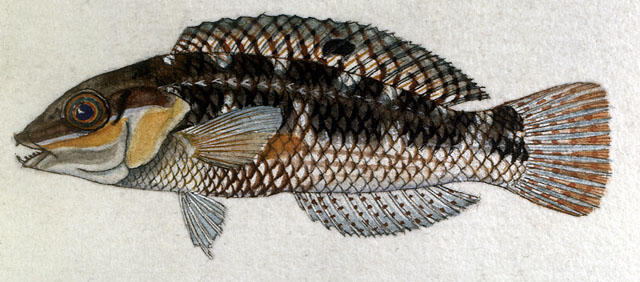 臀点海猪鱼(Halichoeres miniatus)
