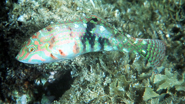 星云海猪鱼(Halichoeres nebulosus)