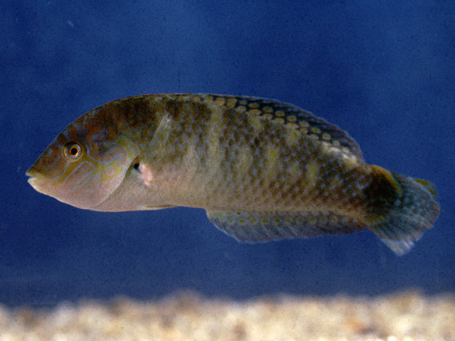 云斑海猪鱼(Halichoeres nigrescens)