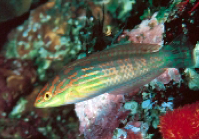 东方海猪鱼(Halichoeres orientalis)