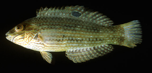 豹头海猪鱼(Halichoeres pardaleocephalus)