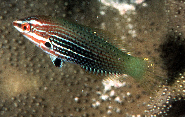 足斑海猪鱼(Halichoeres podostigma)
