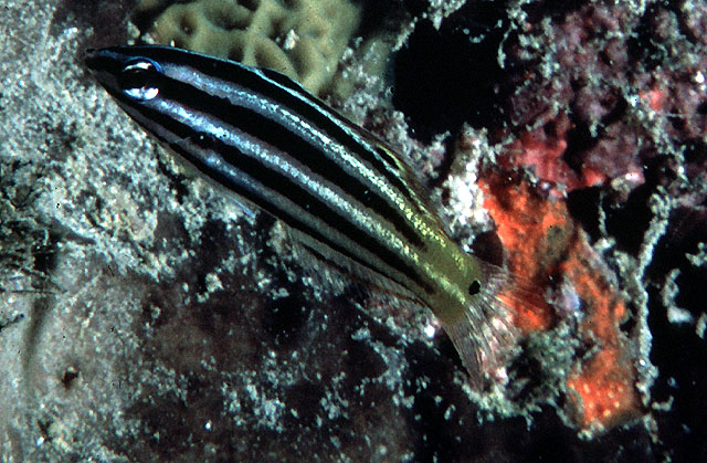 黑额海猪鱼(Halichoeres prosopeion)