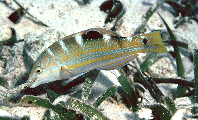 辐纹海猪鱼(Halichoeres radiatus)