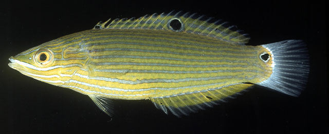 纵纹海猪鱼(Halichoeres richmondi)