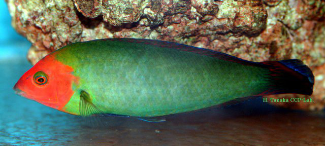 红头海猪鱼(Halichoeres rubricephalus)