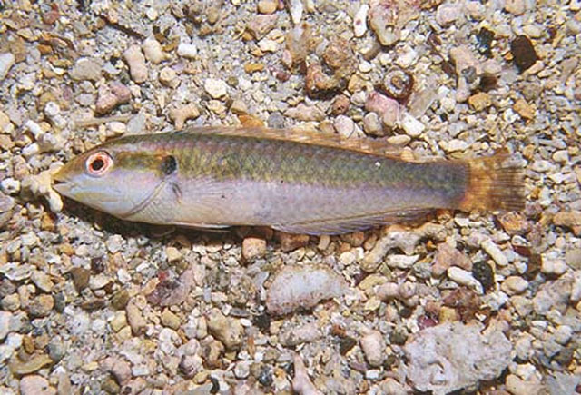 鲑纹海猪鱼(Halichoeres salmofasciatus)