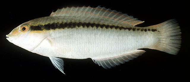 侧带海猪鱼(Halichoeres scapularis)