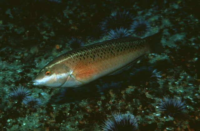 半带海猪鱼(Halichoeres semicinctus)