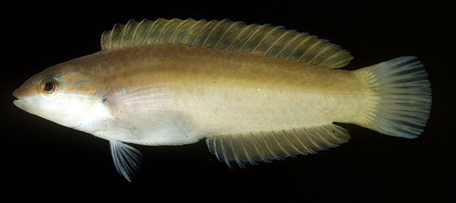细棘海猪鱼(Halichoeres tenuispinis)