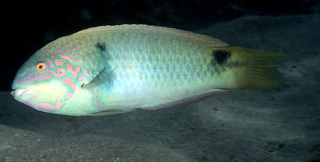三斑海猪鱼(Halichoeres trimaculatus)