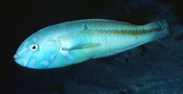 大鳞海猪鱼(Halichoeres zeylonicus)