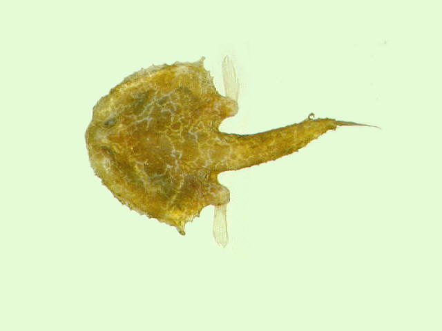 网纹牙棘茄鱼(Halicmetus reticulatus)