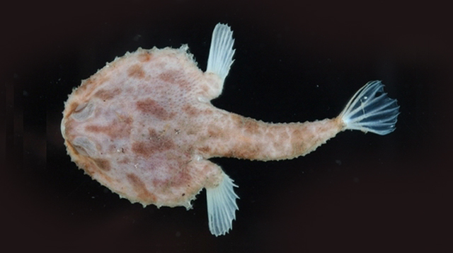 红牙棘茄鱼(Halicmetus ruber)