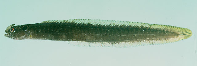 鸡冠海鳚鲷(Halidesmus coccus)