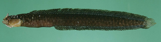 索氏海鳚鲷(Halidesmus thomaseni)