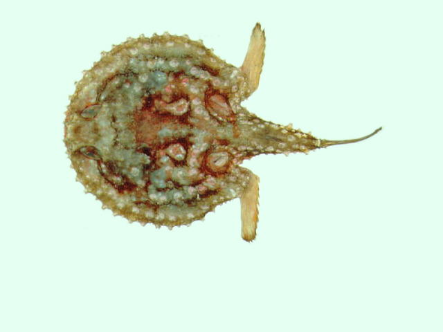 费氏棘茄鱼(Halieutaea fitzsimonsi)