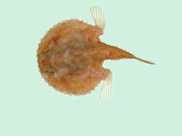 云纹棘茄鱼(Halieutaea fumosa)