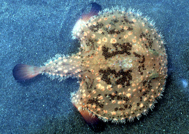 棘茄鱼(Halieutaea stellata)