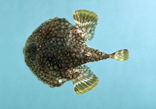 副棘茄鱼(Halieutichthys aculeatus)