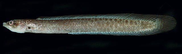沙氏海鳝鲷(Halimuraena shakai)