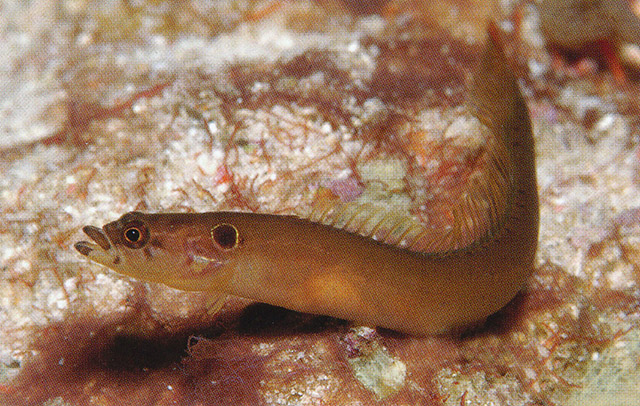 埃塞俄比亚海蛇鲷(Haliophis aethiopus)
