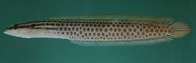 头带海蛇鲷(Haliophis diademus)