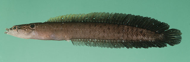 斑点海蛇鲷(Haliophis guttatus)