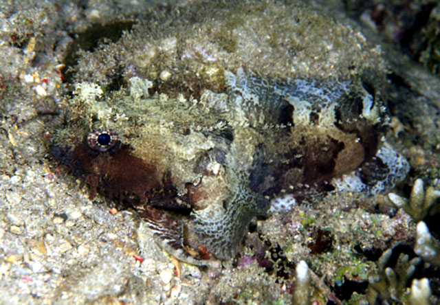 横带小孔蟾鱼(Halophryne diemensis)