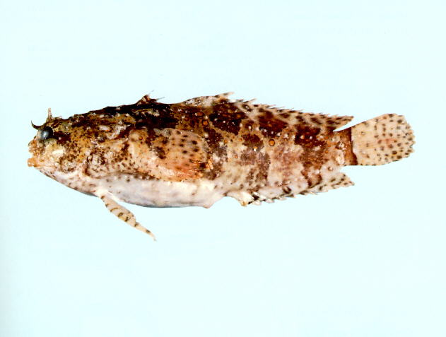 白斑小孔蟾鱼(Halophryne ocellatus)
