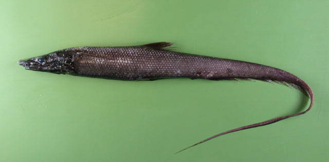 短吻拟海蜥鱼(Halosauropsis macrochir)